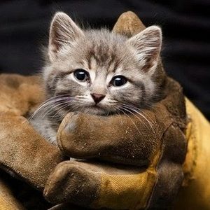 Meet your Posher, Elizabeth